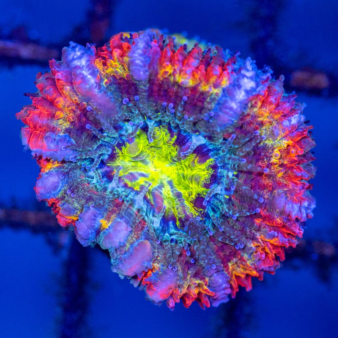 Rainbow Acan Frag 1C - WYSIWYG Reef Lounge Coral 