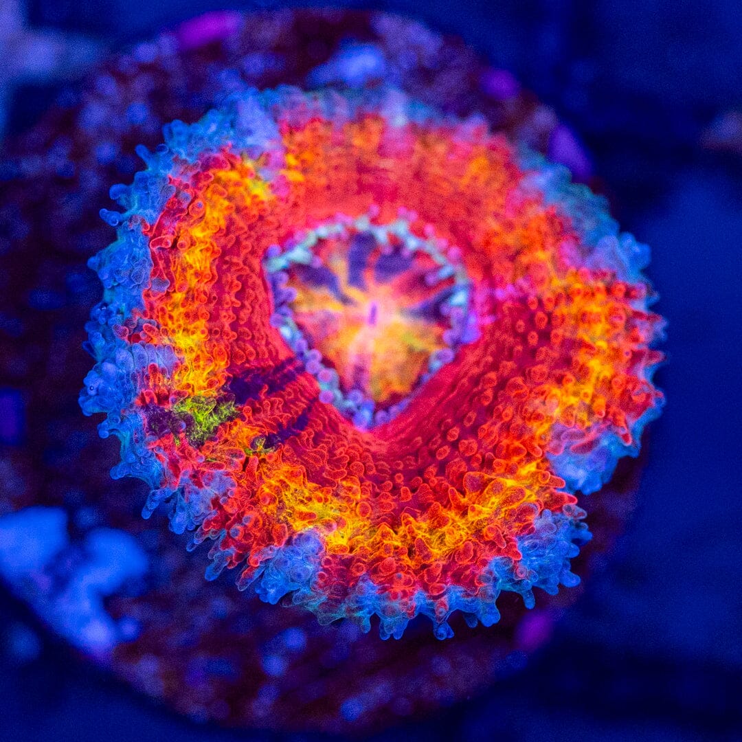 Rainbow Acan Frag 2C - WYSIWYG Reef Lounge Coral 