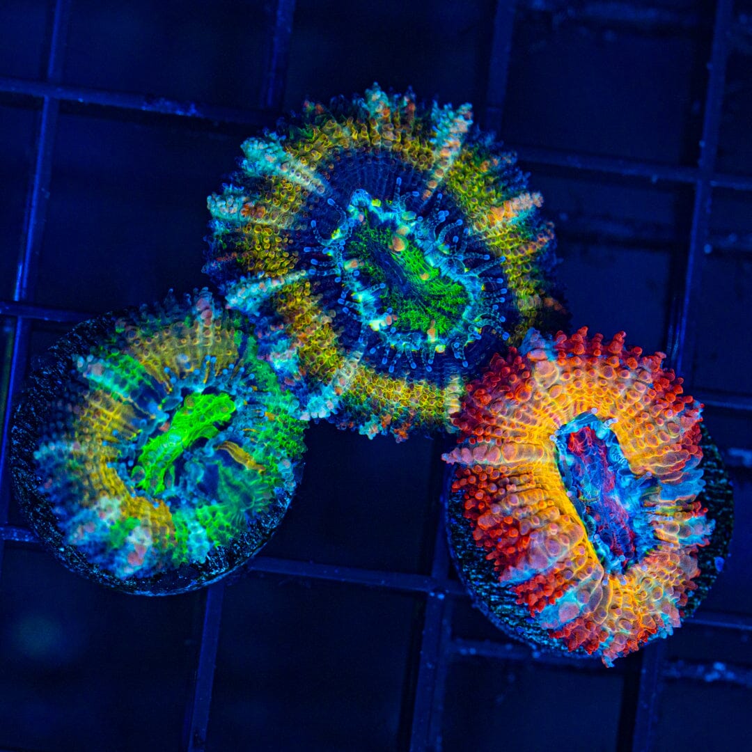 Rainbow Acan Frag Pack 1A - WYSIWYG Reef Lounge Norco 