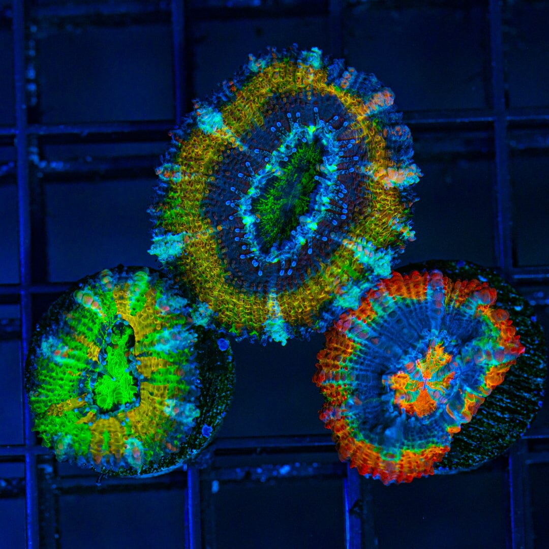 Rainbow Acan Frag Pack 1B - WYSIWYG Reef Lounge Norco 