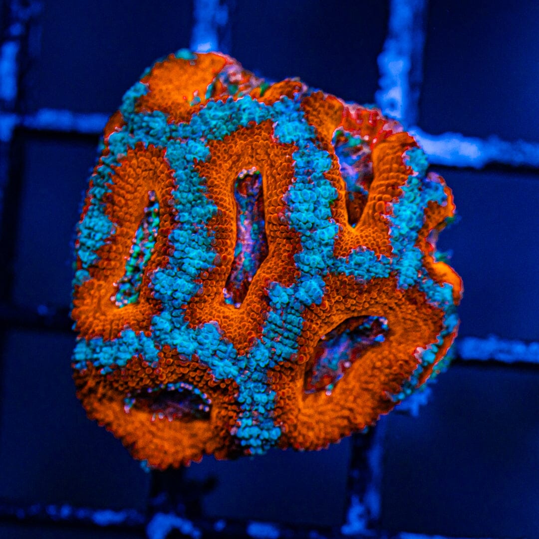 Rainbow Acan- WYSIWYG Frag Reef Lounge Norco 