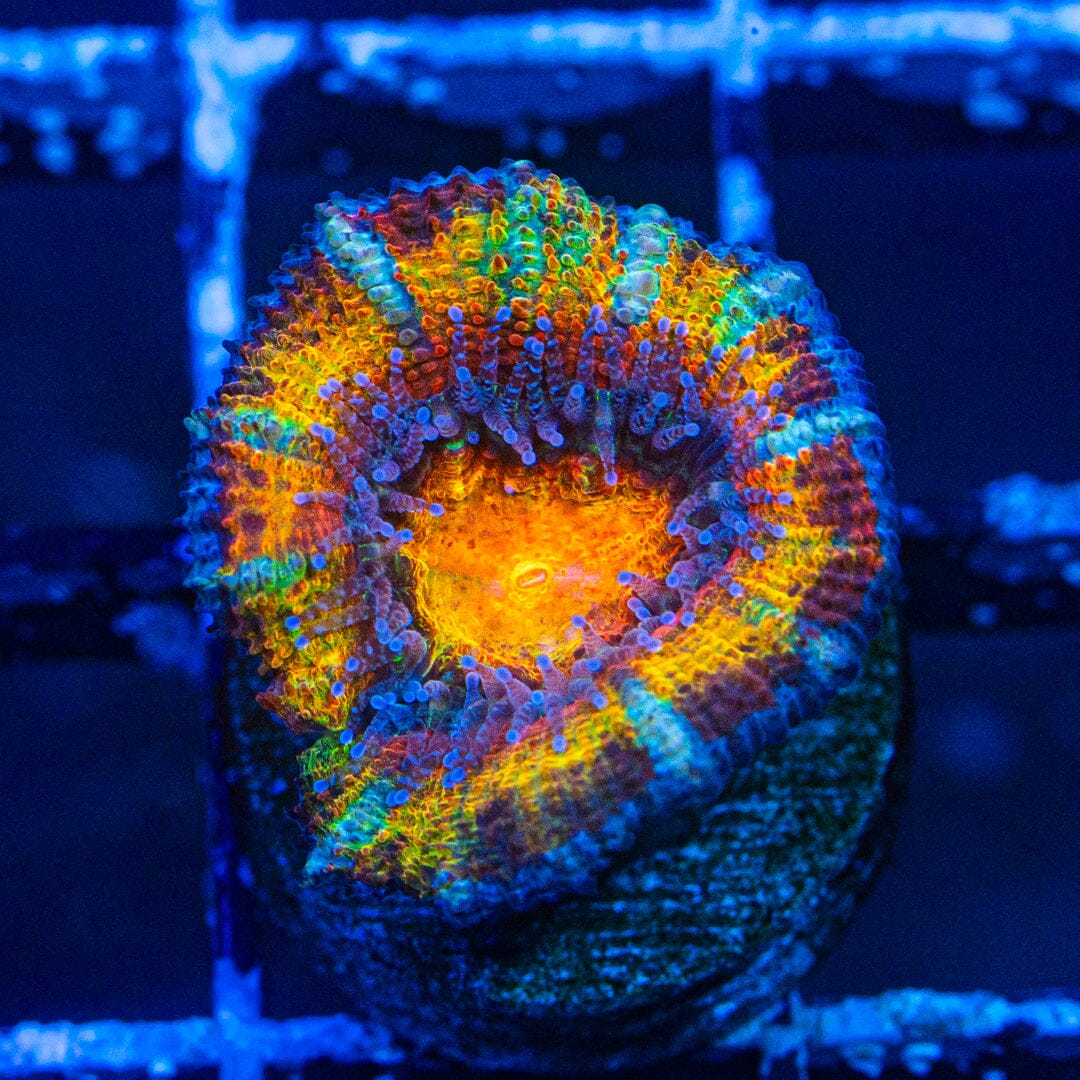 Rainbow Acan- WYSIWYG Frag Reef Lounge Norco 