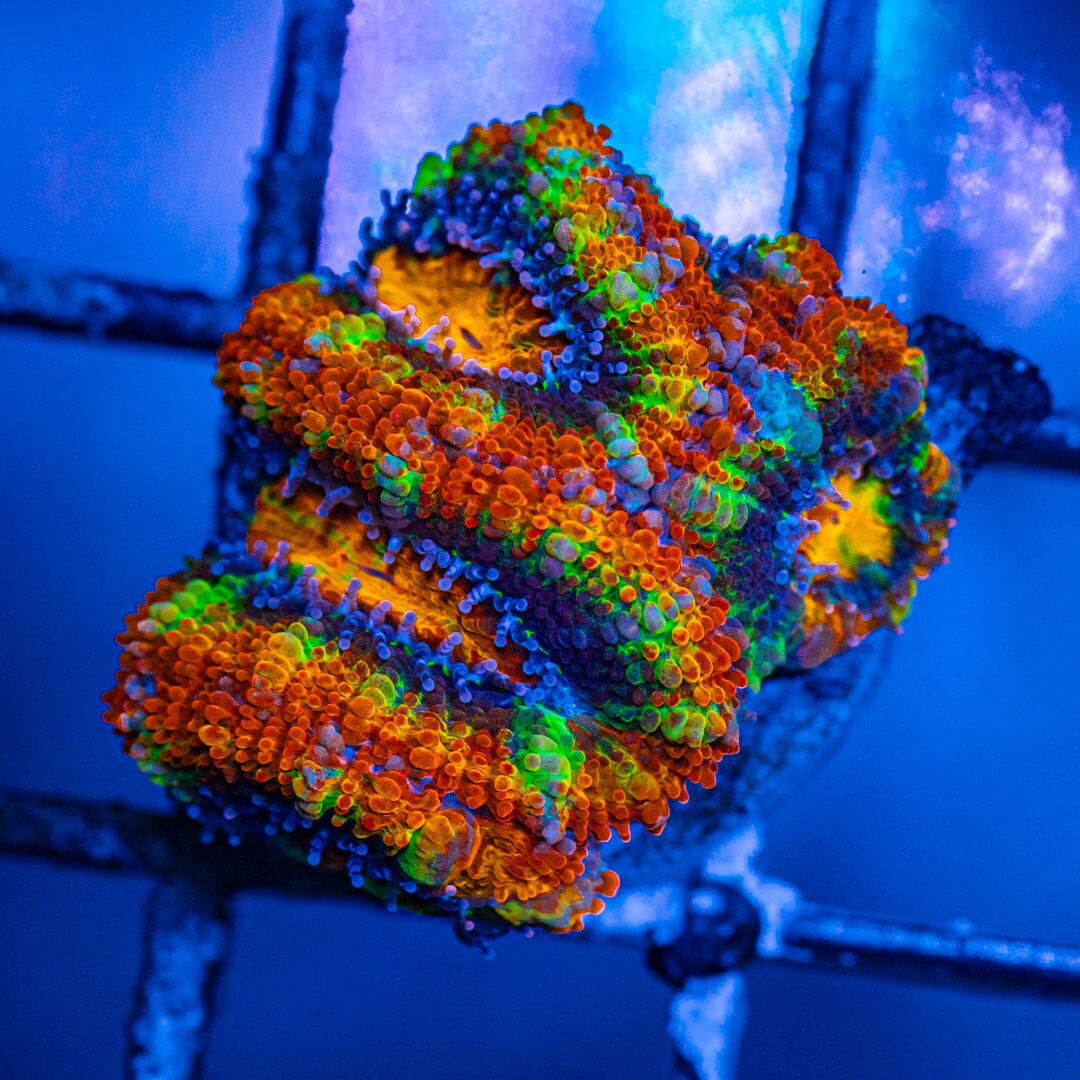 Rainbow Acan- WYSIWYG Frag Reef Lounge Norco 