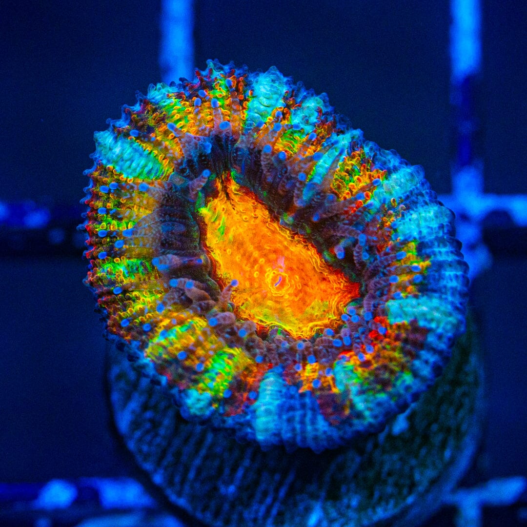 Rainbow Acan- WYSIWYG Frag Reef Lounge Norco 