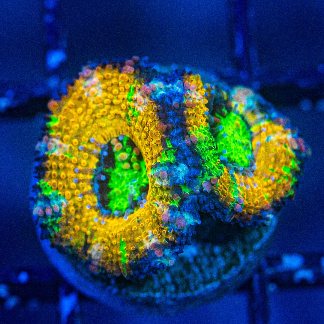 Rainbow Acan- WYSIWYG Frag Reef Lounge Norco 