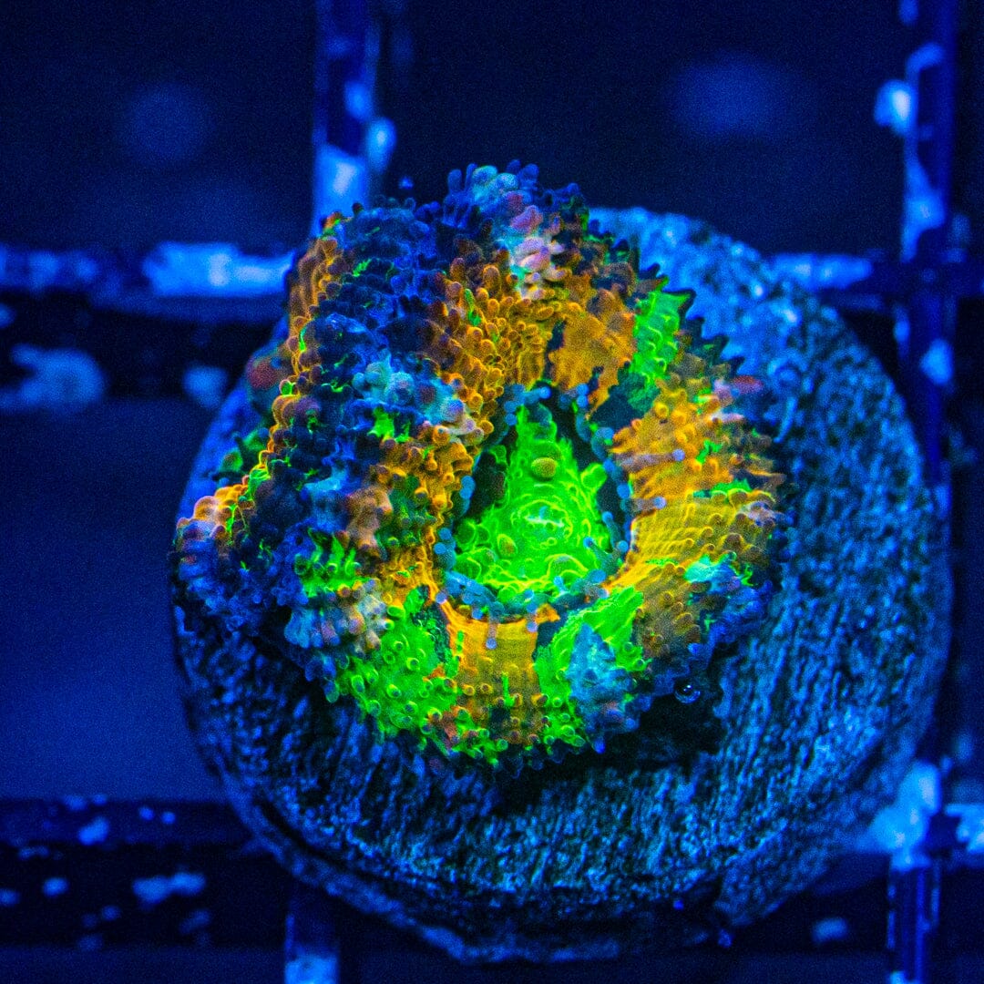 Rainbow Acan- WYSIWYG Frag Reef Lounge Norco 