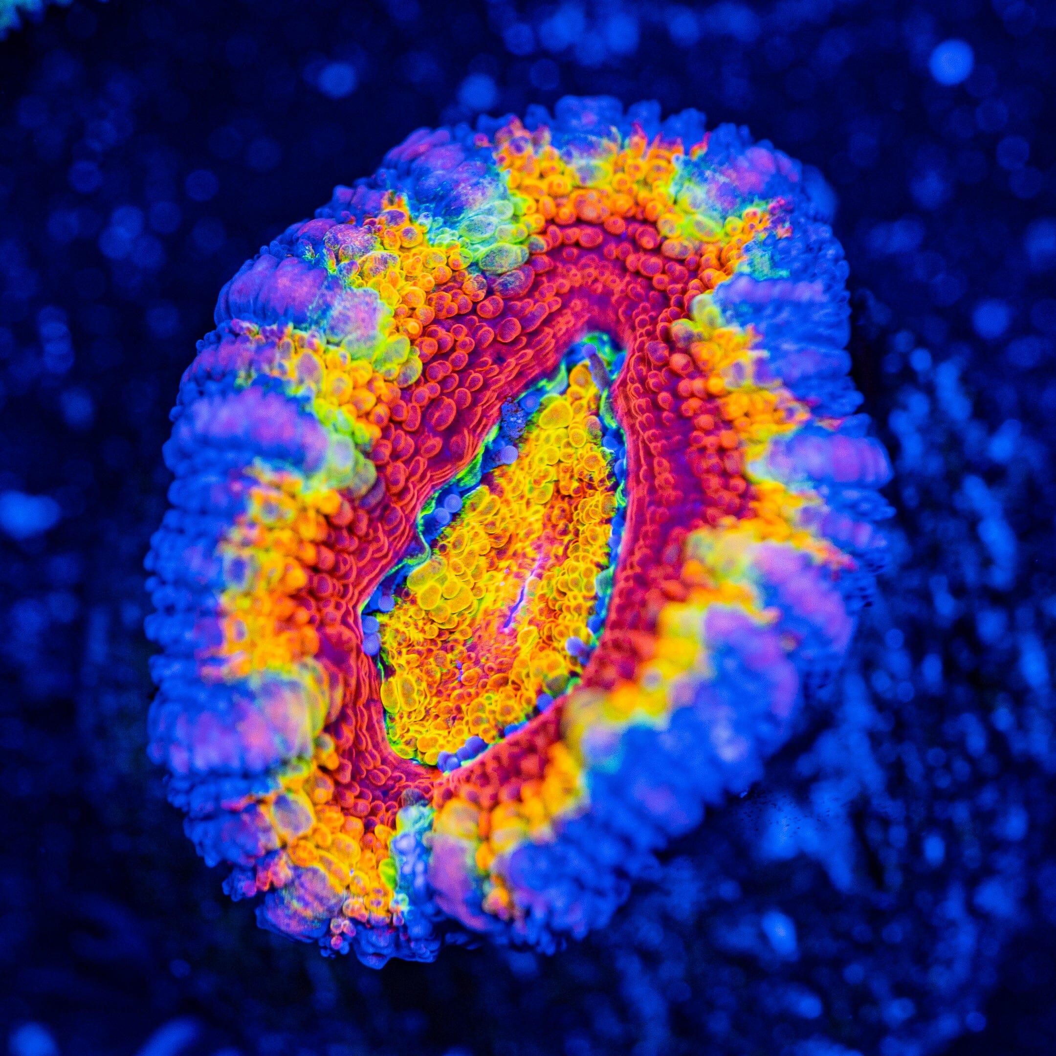 Rainbow Acan - WYSIWYG Frag Reef Lounge Norco 