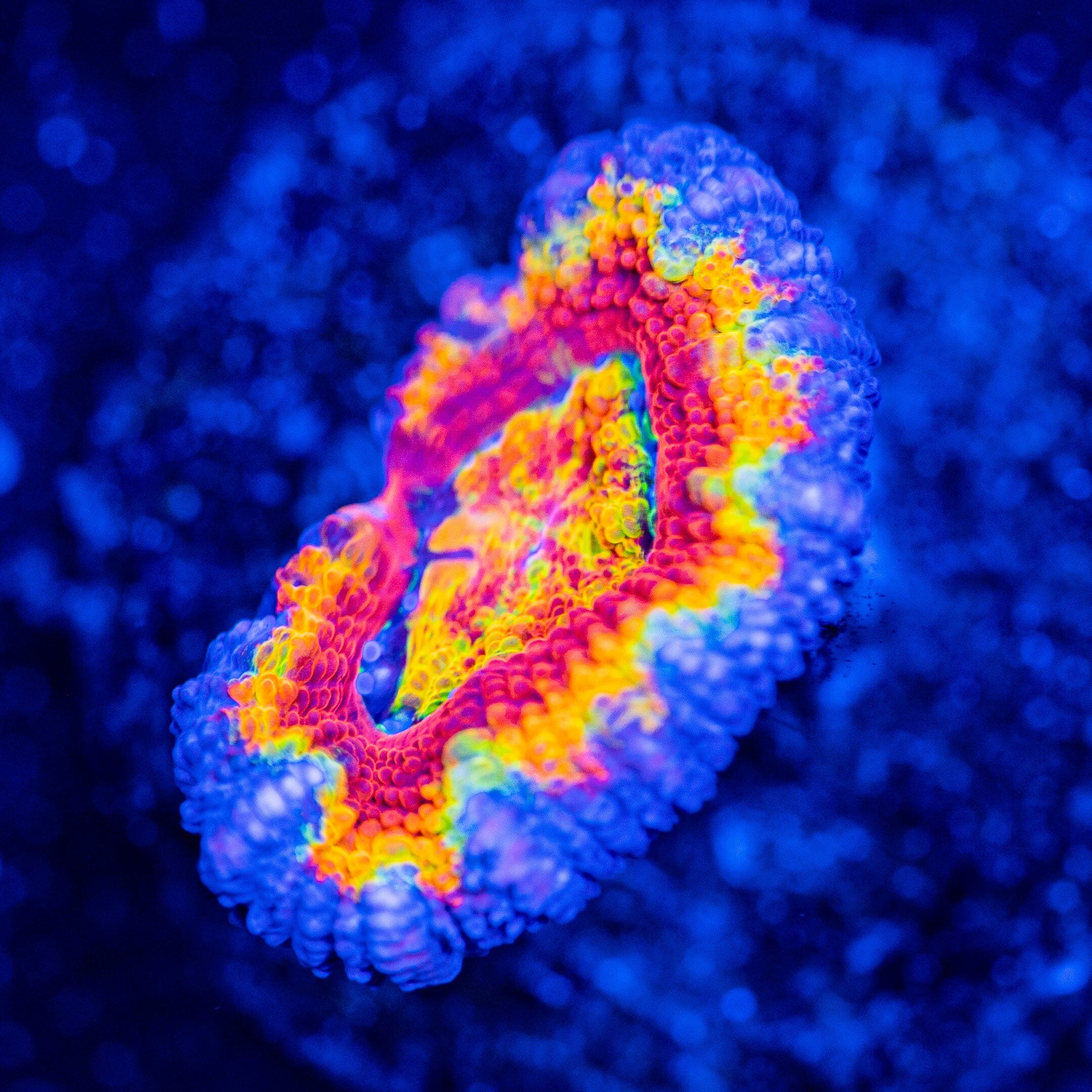 Rainbow Acan - WYSIWYG Frag Reef Lounge Norco 