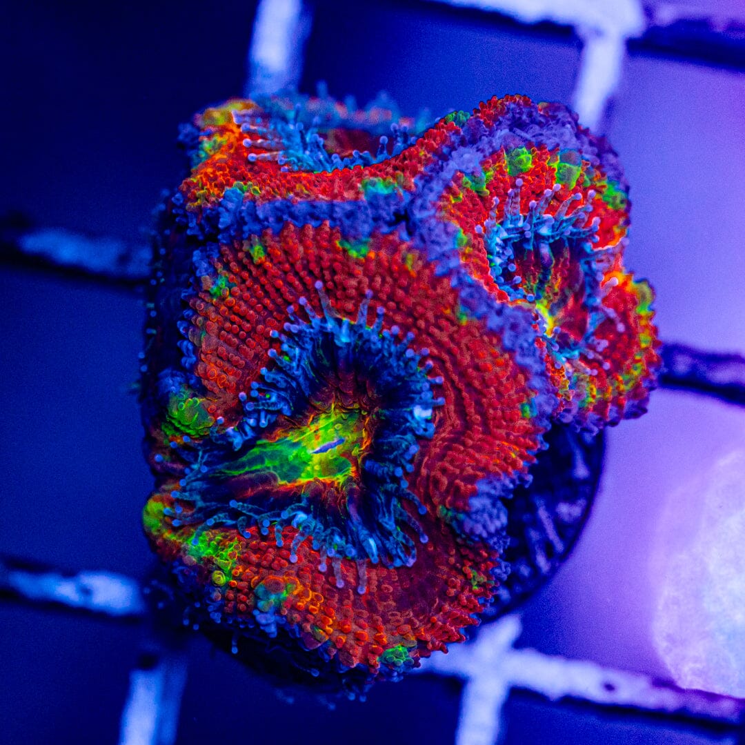 Rainbow Acan- WYSIWYG Frag Reef Lounge Norco 