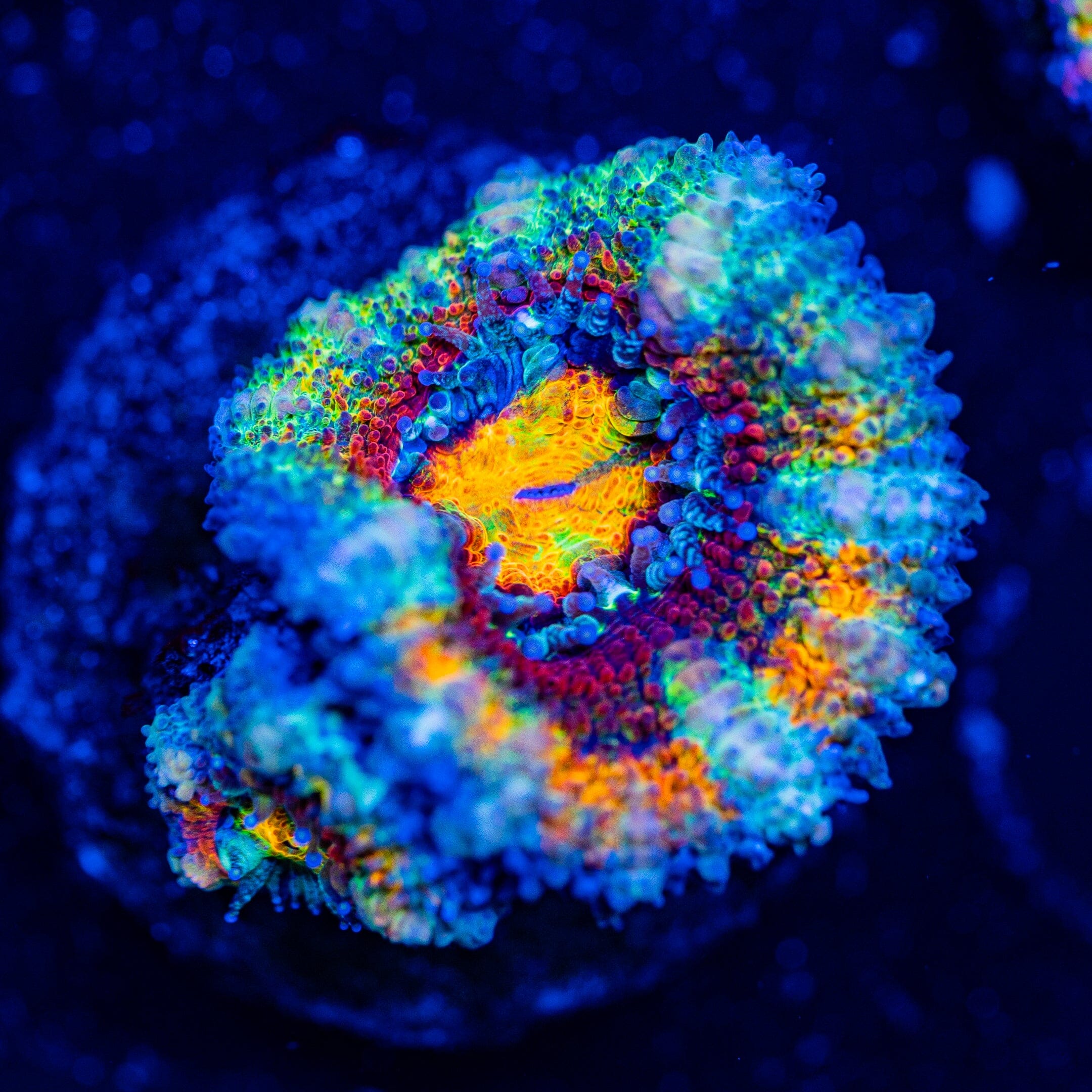 Rainbow Acan - WYSIWYG Frag Reef Lounge Norco 