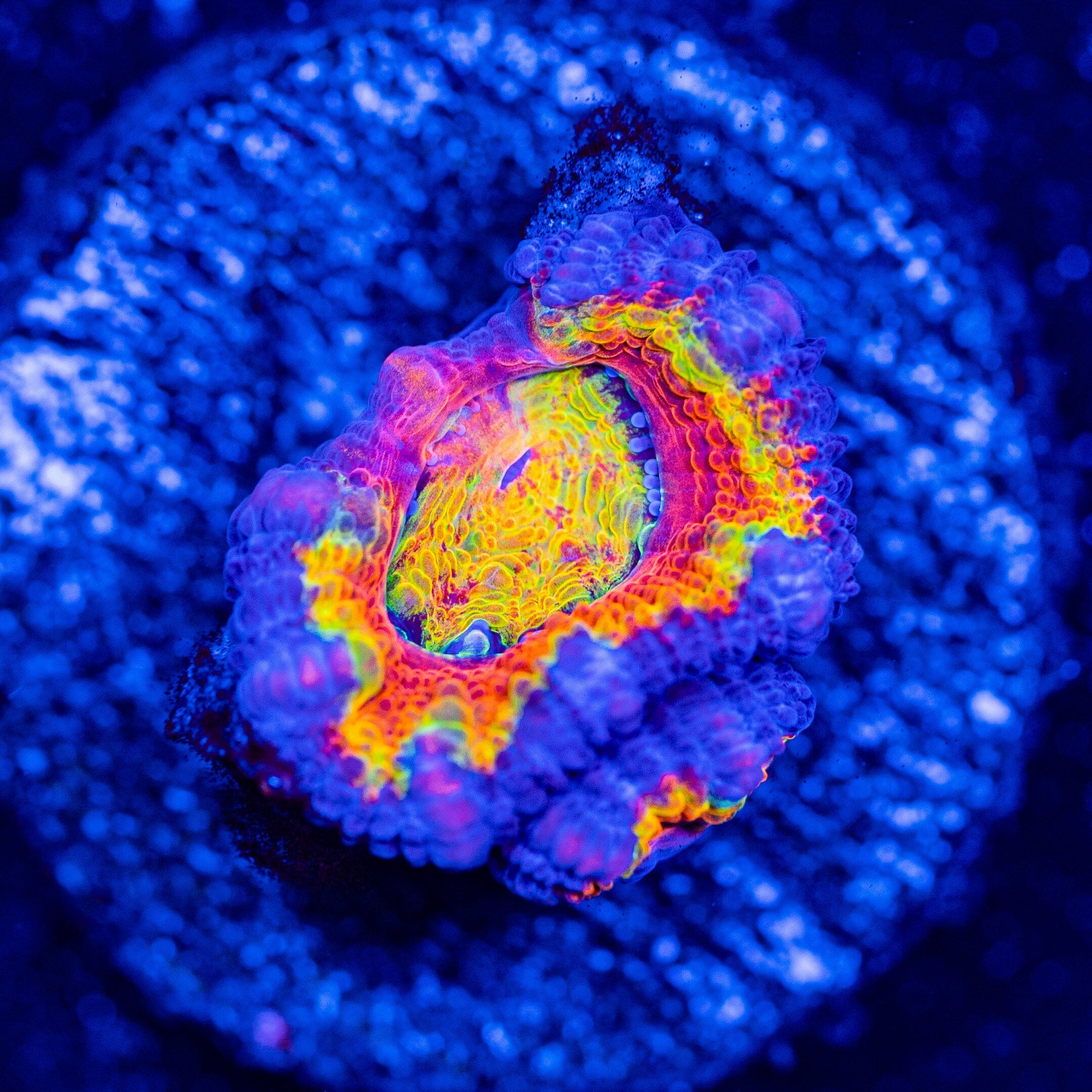 Rainbow Acan - WYSIWYG Frag Reef Lounge Norco 