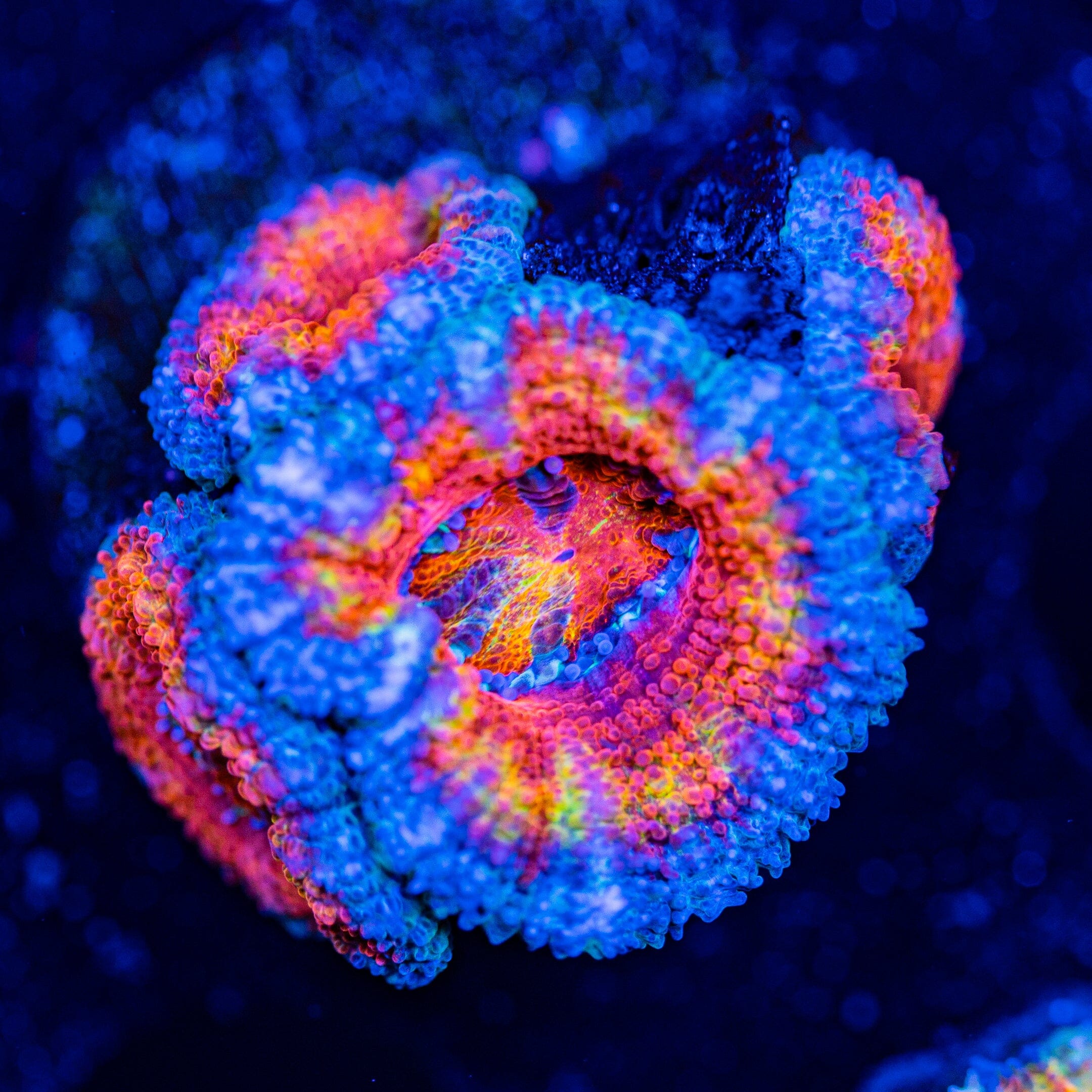 Rainbow Acan - WYSIWYG Frag Reef Lounge Norco 