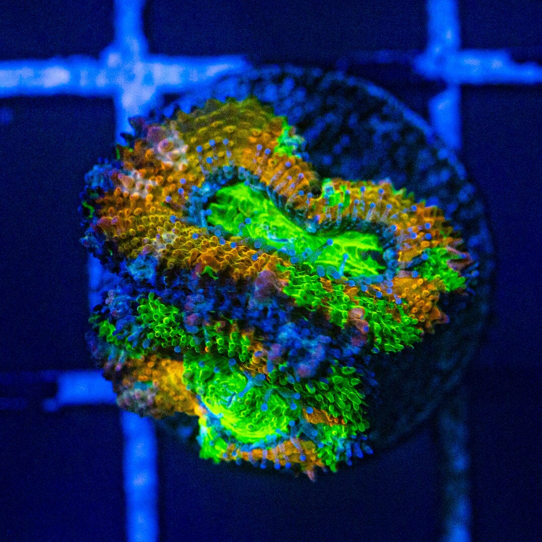 Rainbow Acan- WYSIWYG Frag Reef Lounge Norco 