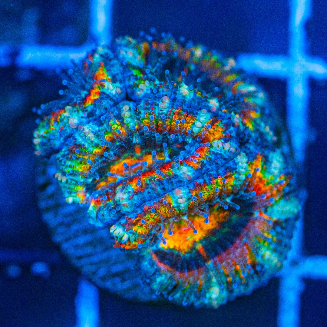 Rainbow Acan- WYSIWYG Frag Reef Lounge Norco 