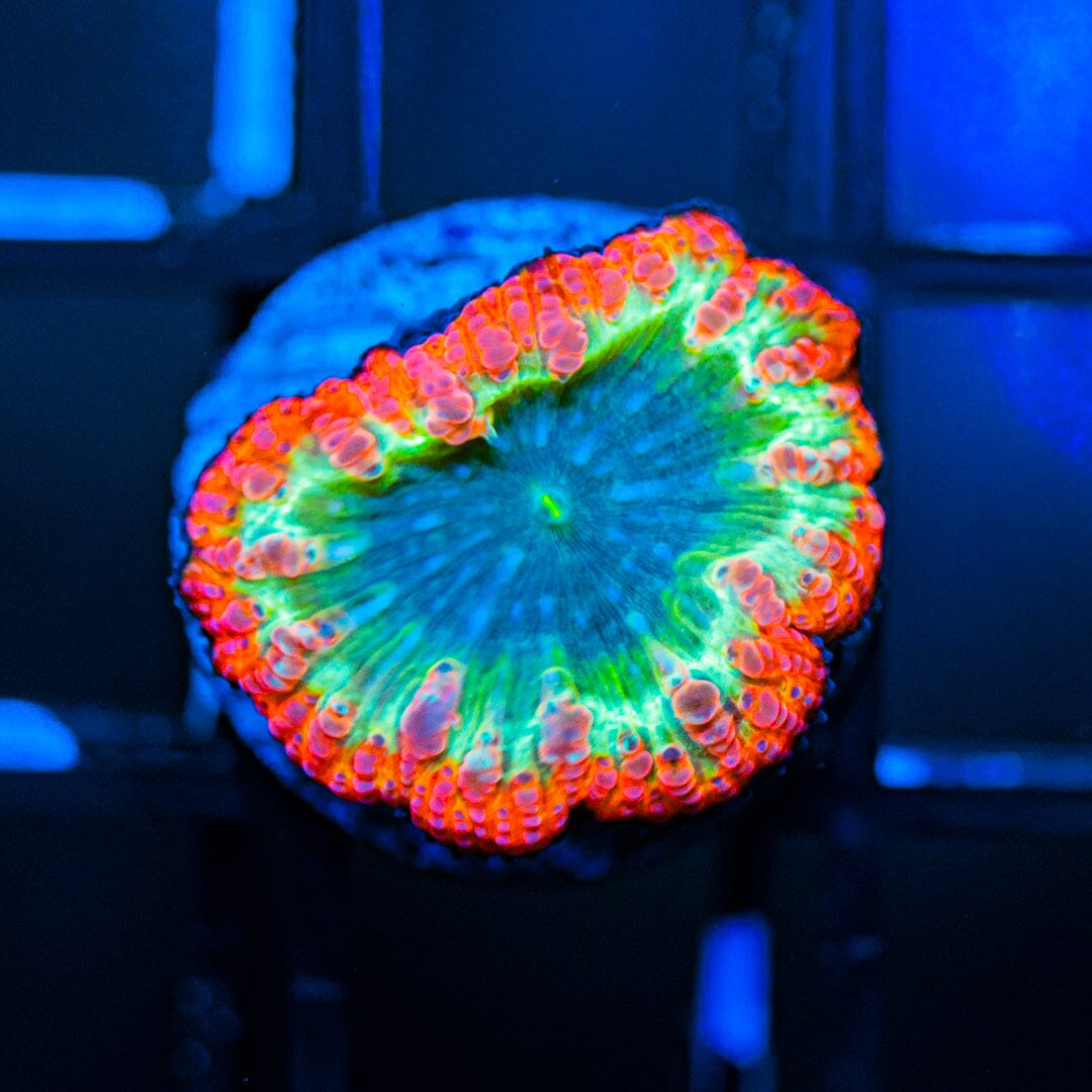 Rainbow Blasto (WYSIWYG) Reef Lounge Coral 