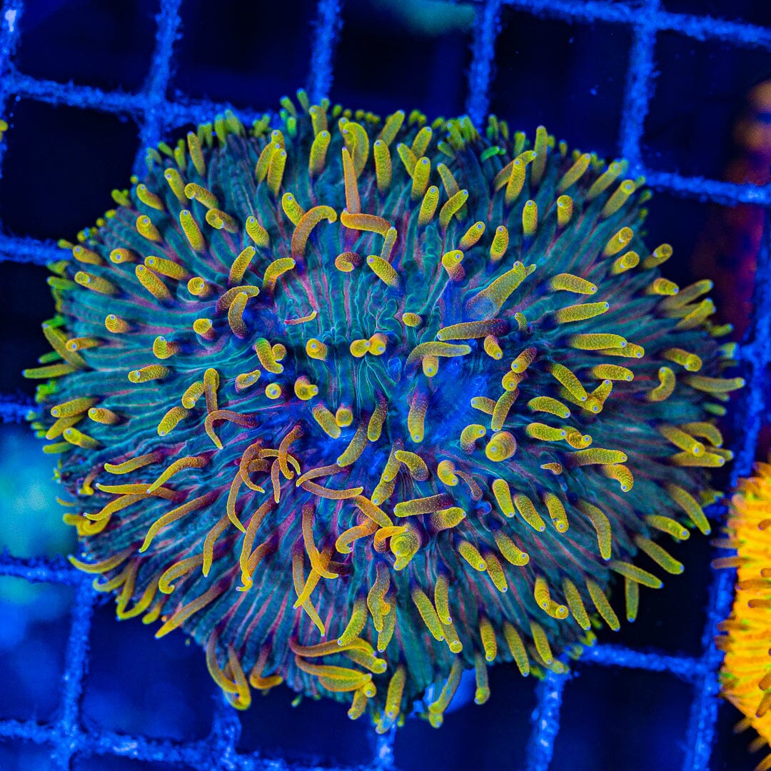 Rainbow Diaseris Plate Coral - WYSIWYG Colony Reef Lounge Norco 