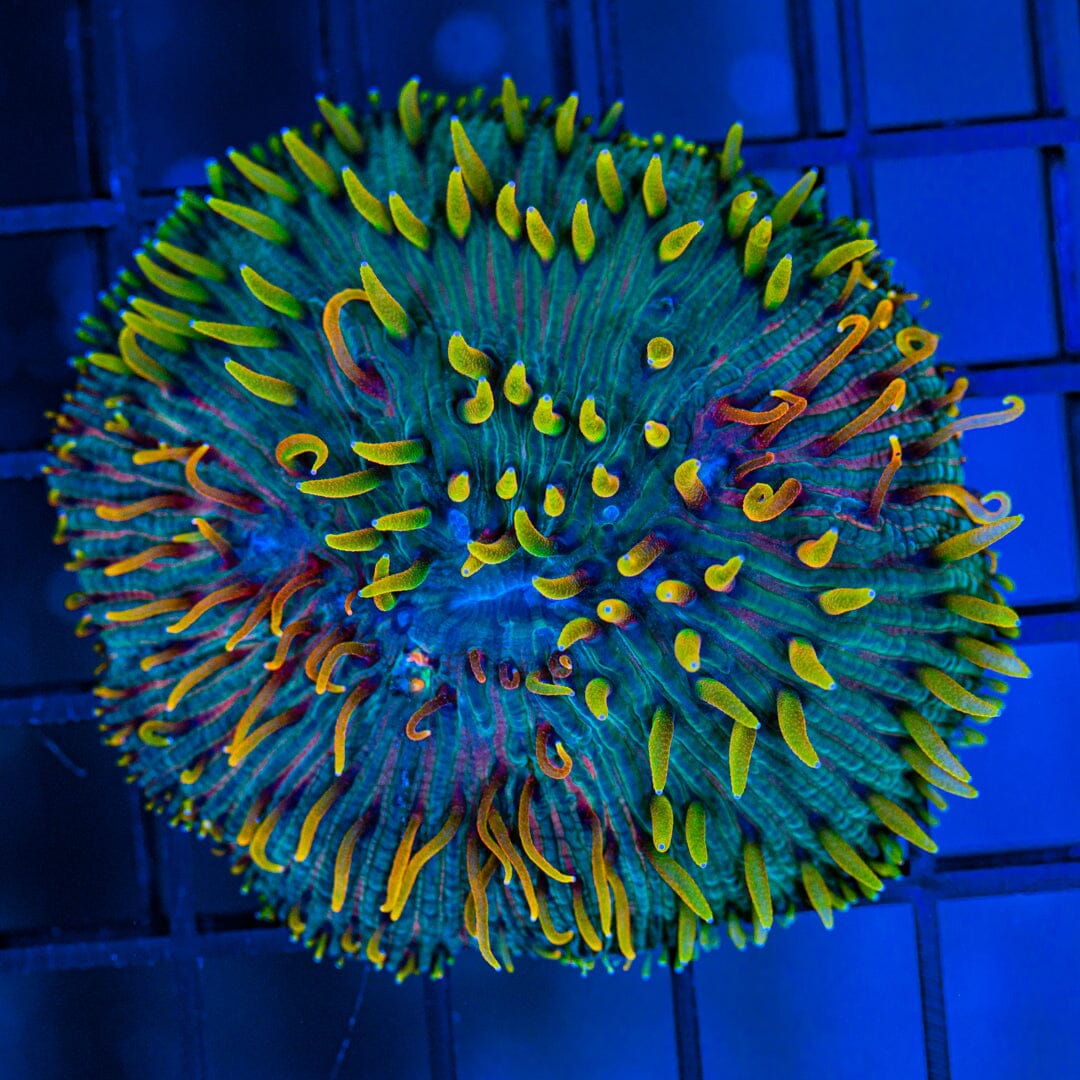 Rainbow Diaseris Plate Coral - WYSIWYG Colony Reef Lounge Norco 