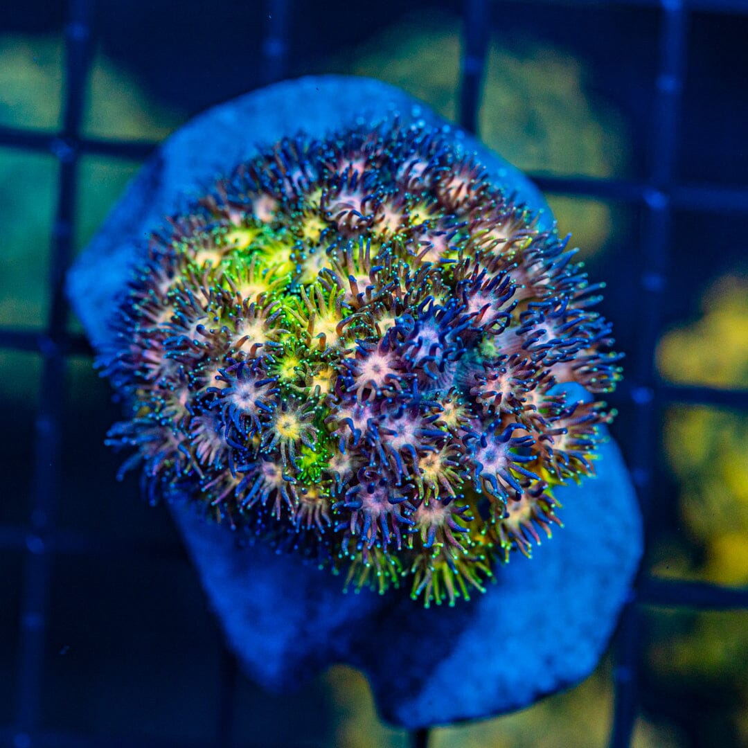 Rainbow Goniopora COLONY - WYSIWYG Reef Lounge Norco 