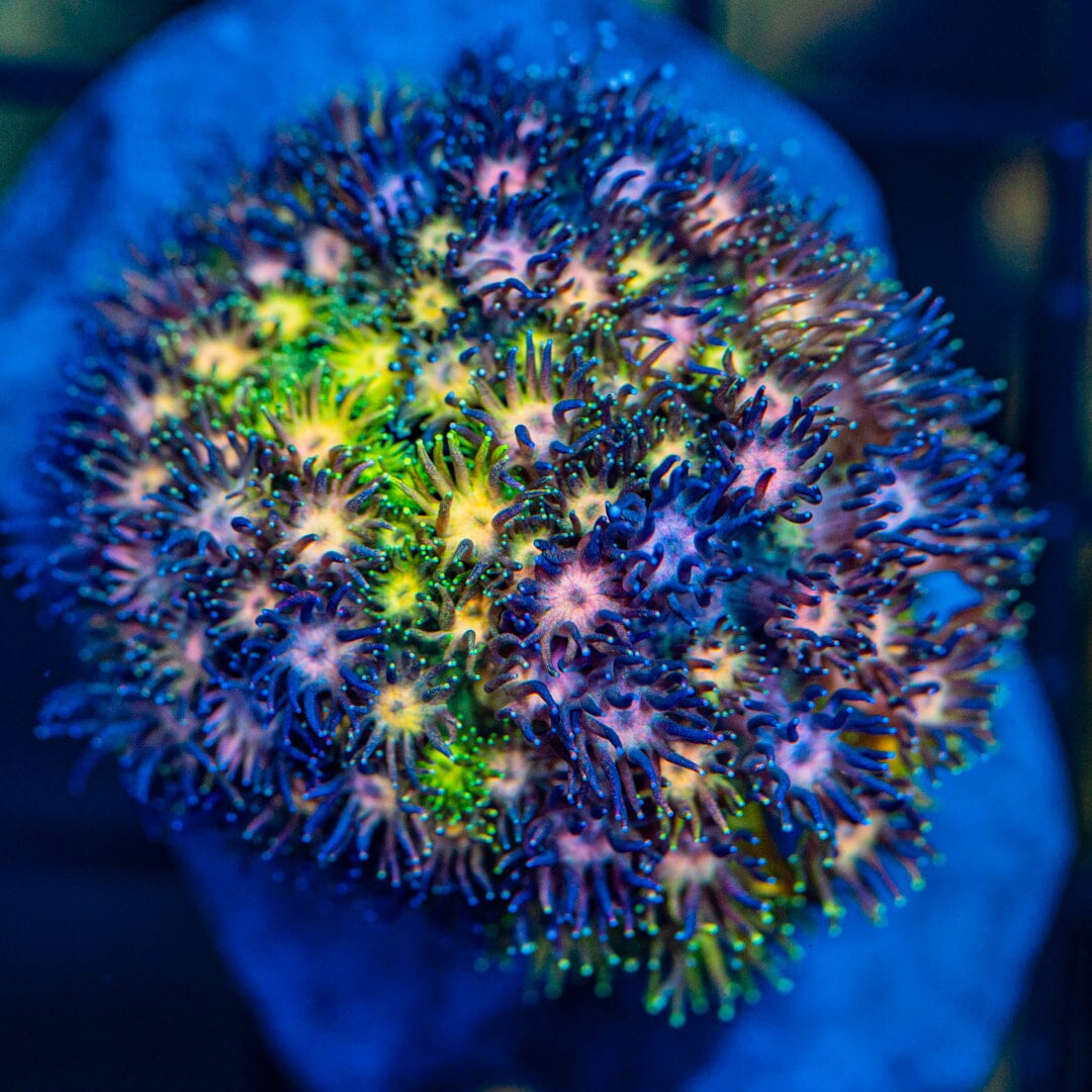 Rainbow Goniopora COLONY - WYSIWYG Reef Lounge Norco 