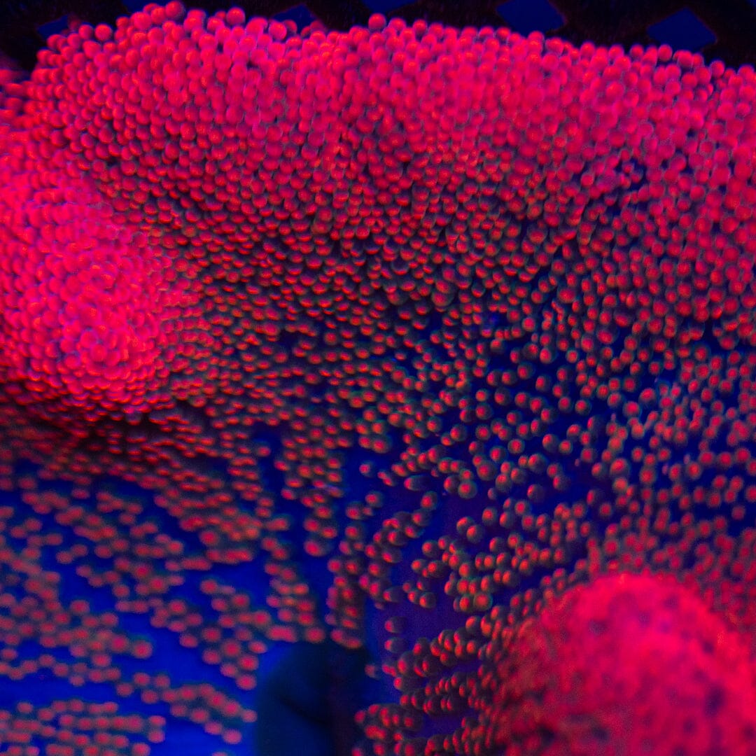 Rainbow Haddoni Carpet Anemone - WYSIWYG Invertebrate Reef Lounge USA 