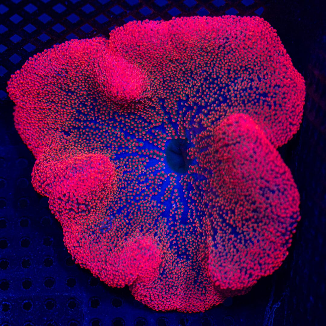 Rainbow Haddoni Carpet Anemone - WYSIWYG Invertebrate Reef Lounge USA 