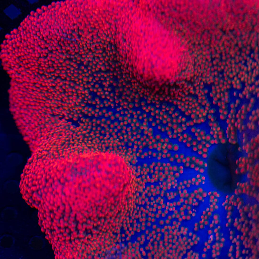 Rainbow Haddoni Carpet Anemone - WYSIWYG Invertebrate Reef Lounge USA 