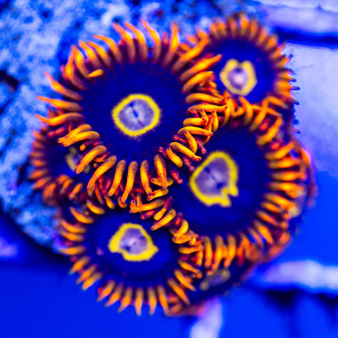 Rainbow Hornet - Overgrown Zoanthid Plugs 2A - WYSIWYG Reef Lounge Coral 