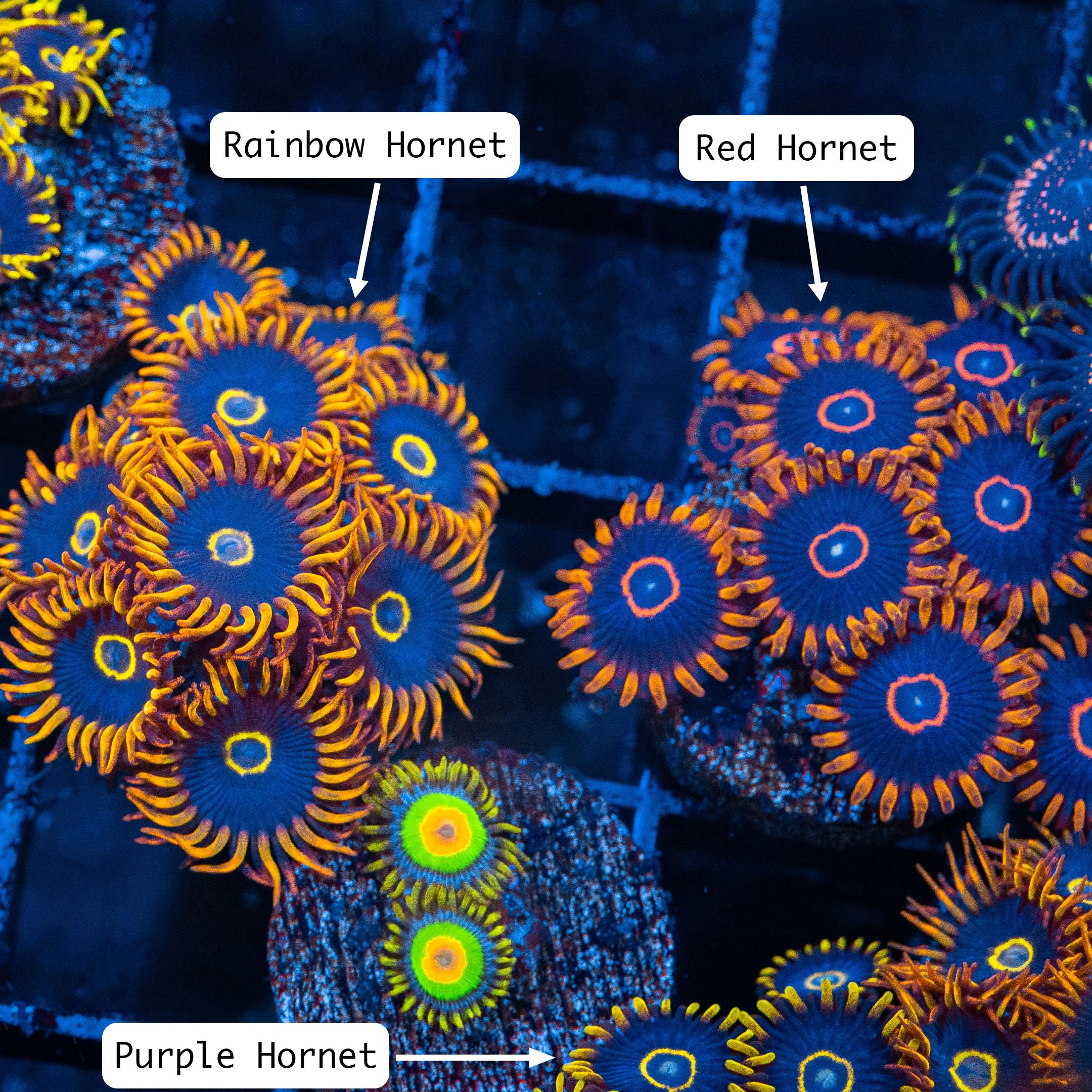 Rainbow Hornet Zoanthids Reef Lounge Coral 