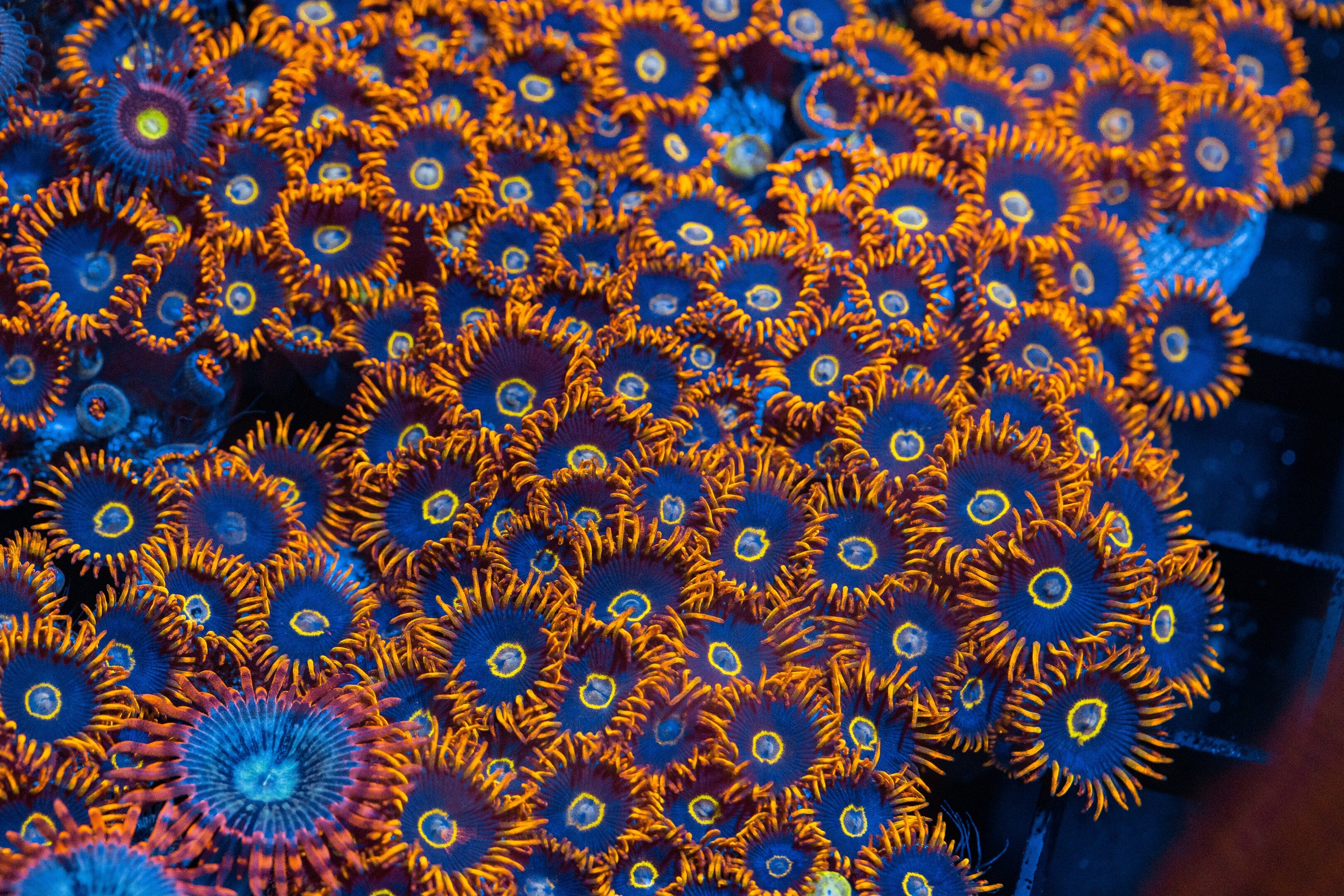 Rainbow Hornet Zoanthids Reef Lounge Coral 