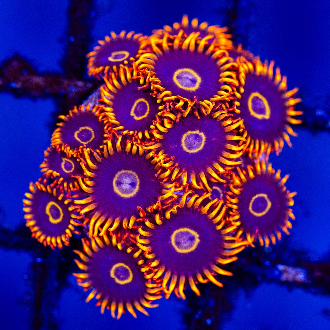 Rainbow Hornet Zoanthids - WYSIWYG Mini Colony Reef Lounge Coral 