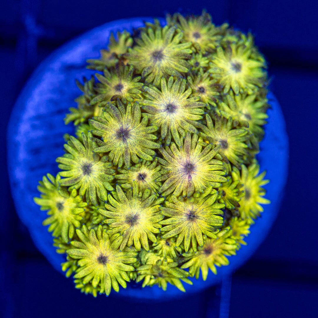 Rainbow Micro Goni 2A - WYSIWYG Reef Lounge Coral 