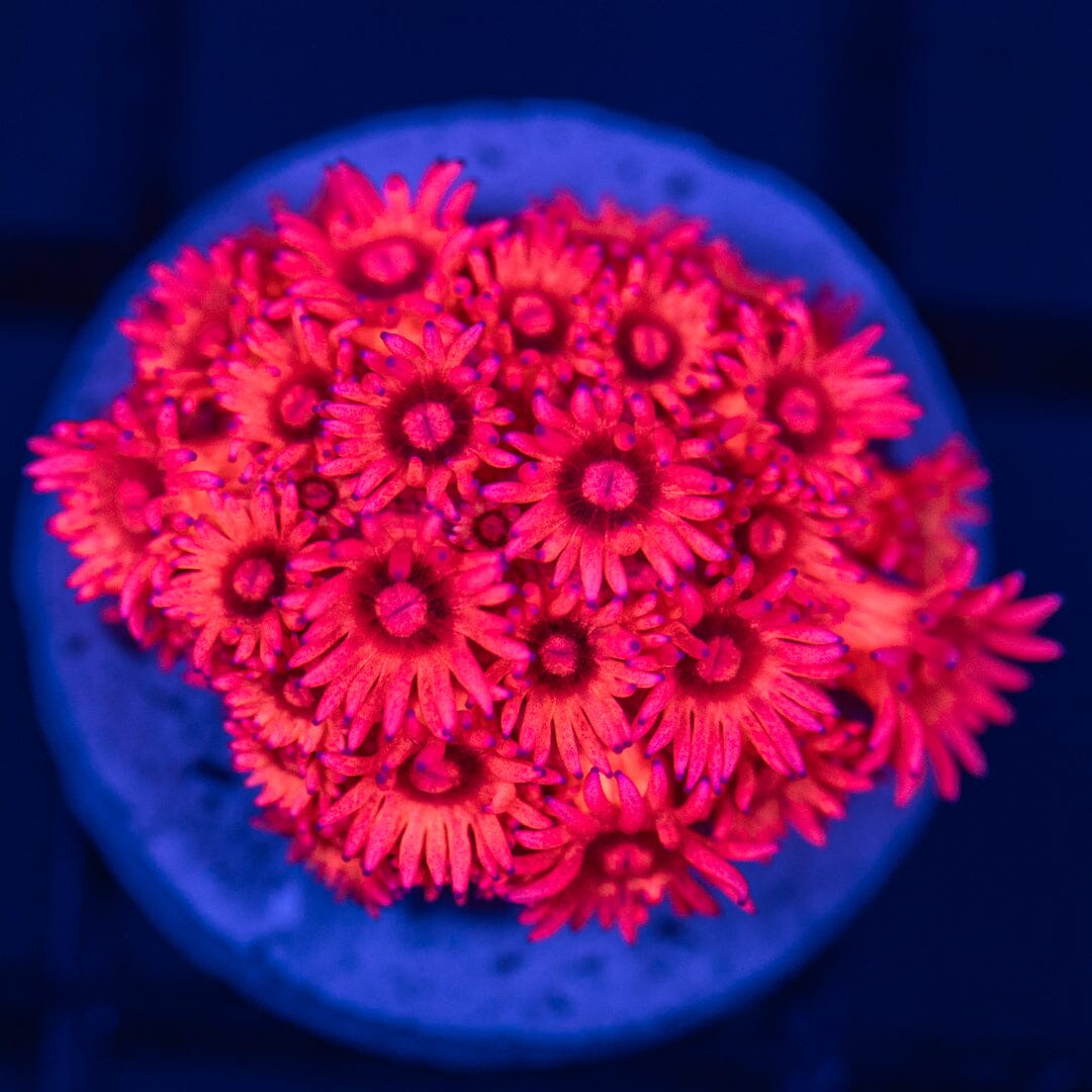 Rainbow Micro Goni 3A - WYSIWYG Reef Lounge Coral 