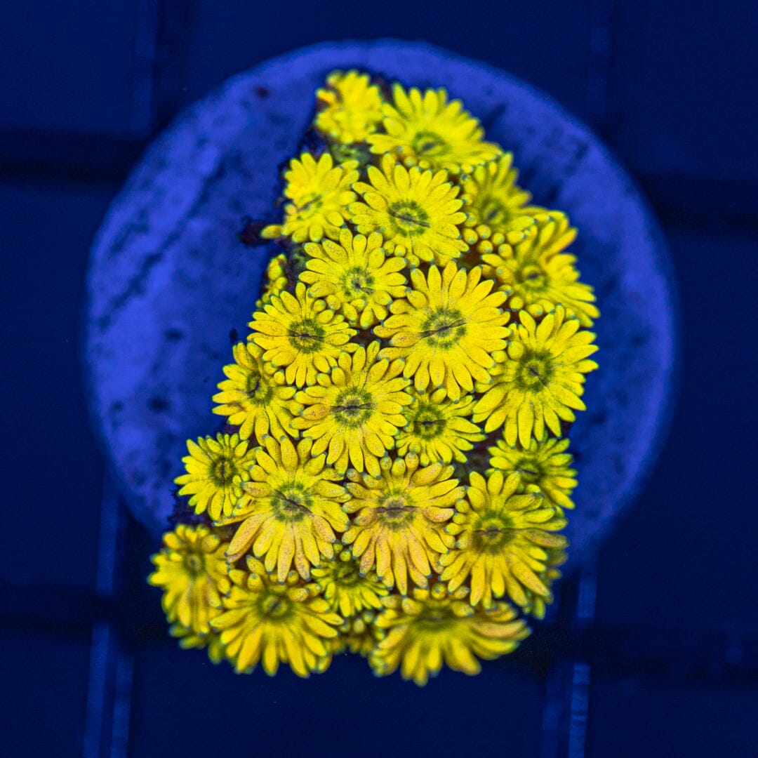 Rainbow Micro Goni 4A - WYSIWYG Reef Lounge Coral 