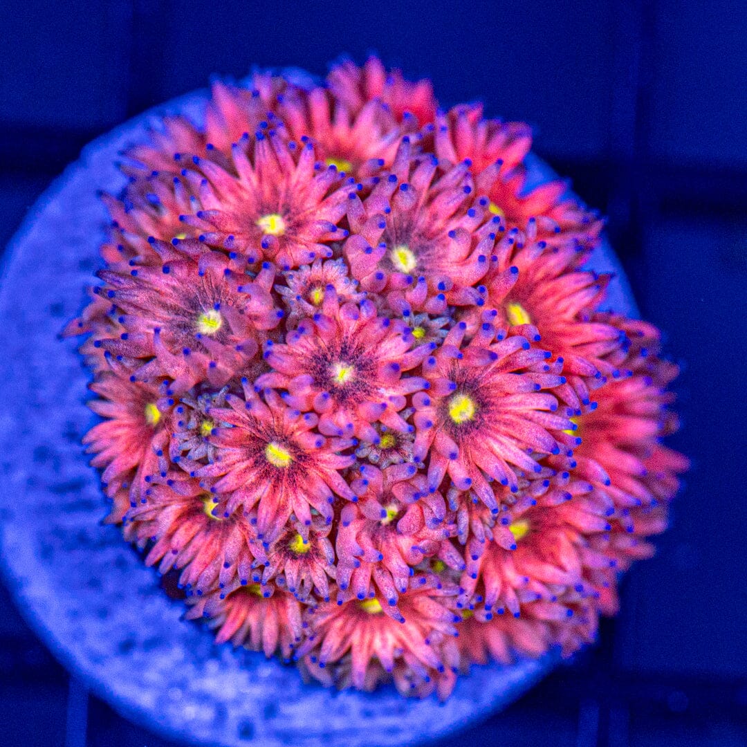 Rainbow Micro Goni 5A - WYSIWYG Reef Lounge Coral 