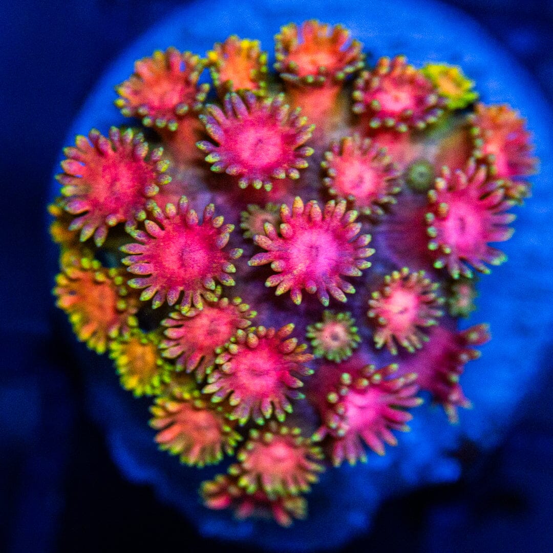 Rainbow Micro Goniopora 1A - WYSIWYG Reef Lounge Coral 