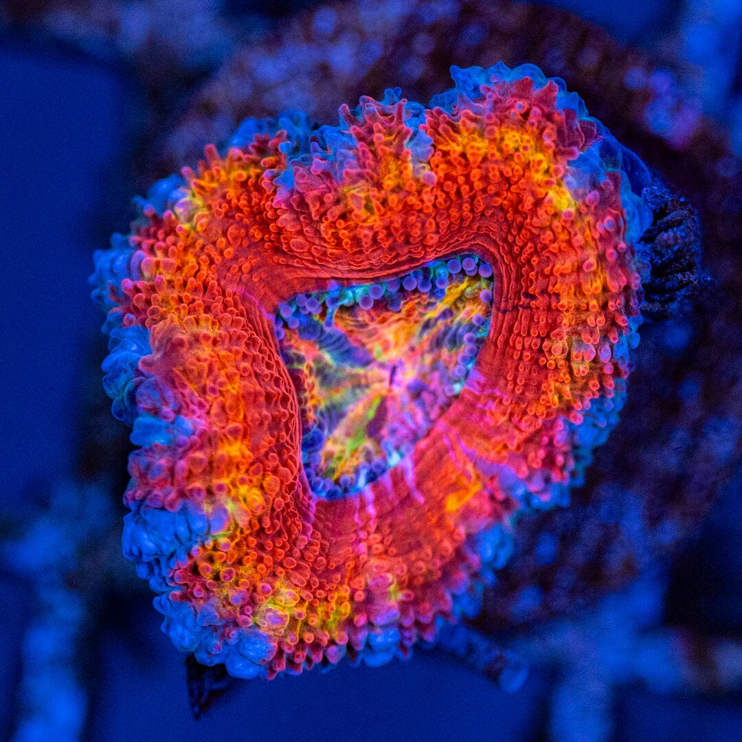 Rainbow Micromussa (Acan) Frag 1C - WYSIWYG Reef Lounge Coral 