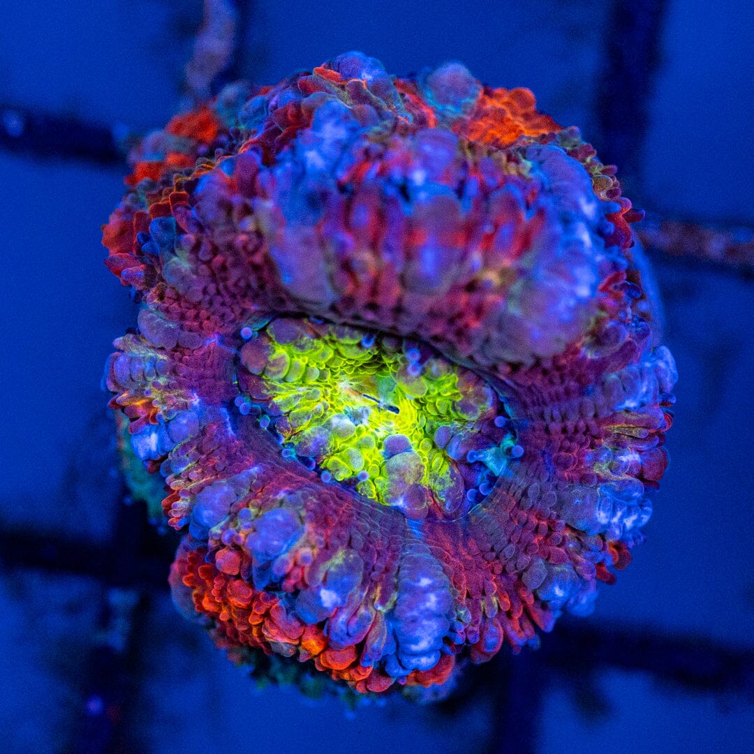 Rainbow Micromussa (Acan) Frag 2C - WYSIWYG Reef Lounge Coral 