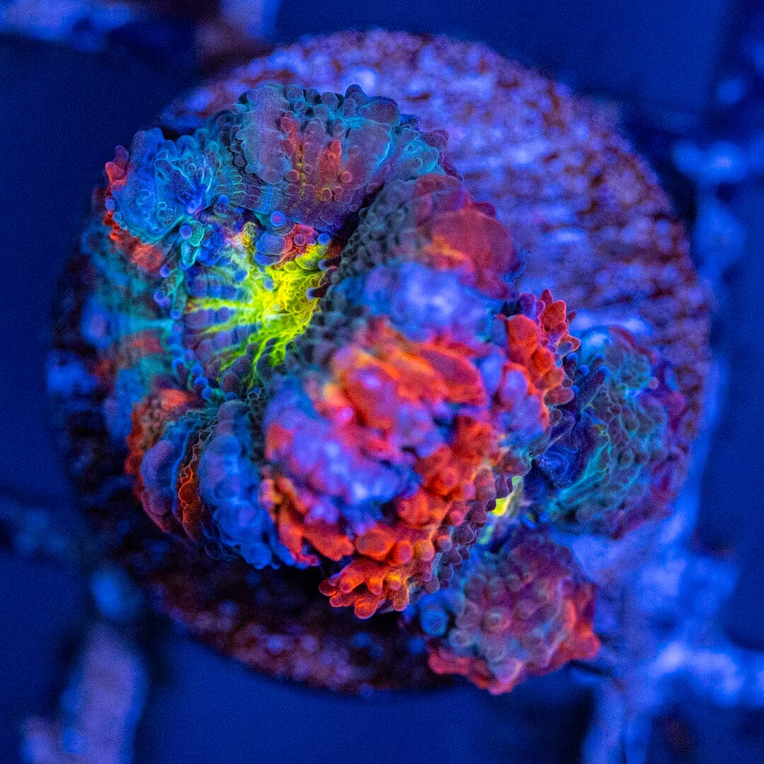 Rainbow Micromussa (Acan) Frag 5C - WYSIWYG Reef Lounge Coral 