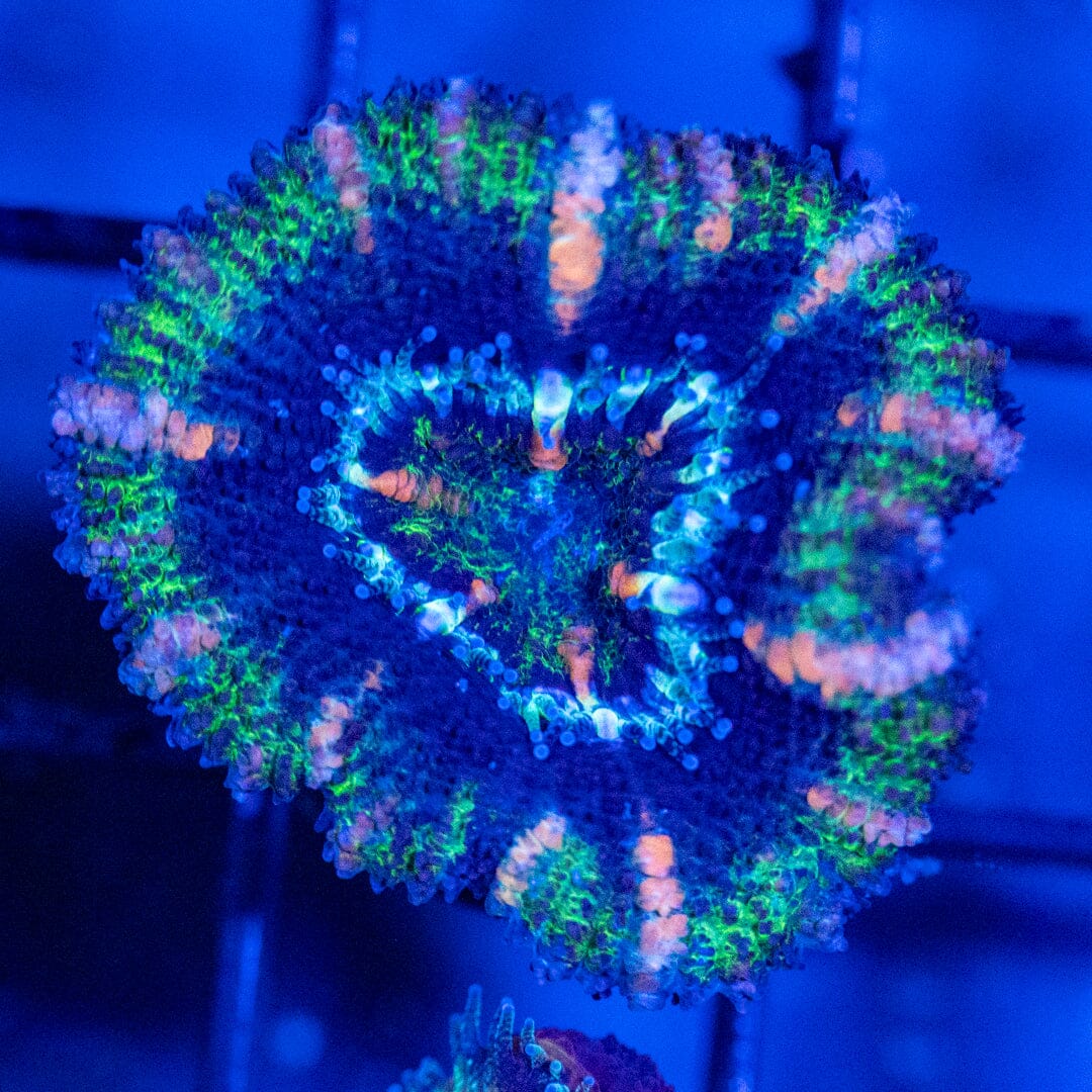 Rainbow Micromussa (Acan) Frag 7C - WYSIWYG Reef Lounge Coral 