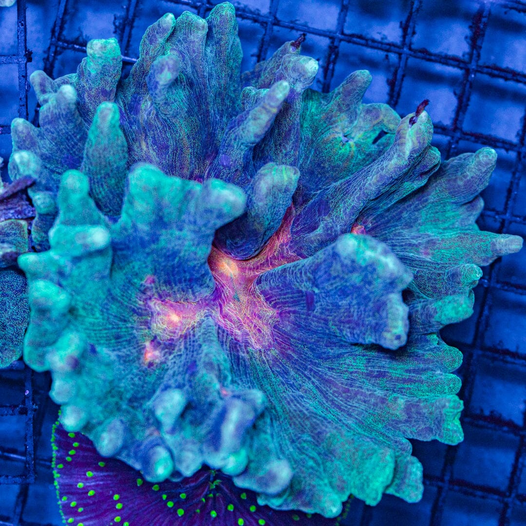 Rainbow Pectinia Colony - WYSIWYG Reef Lounge Norco 