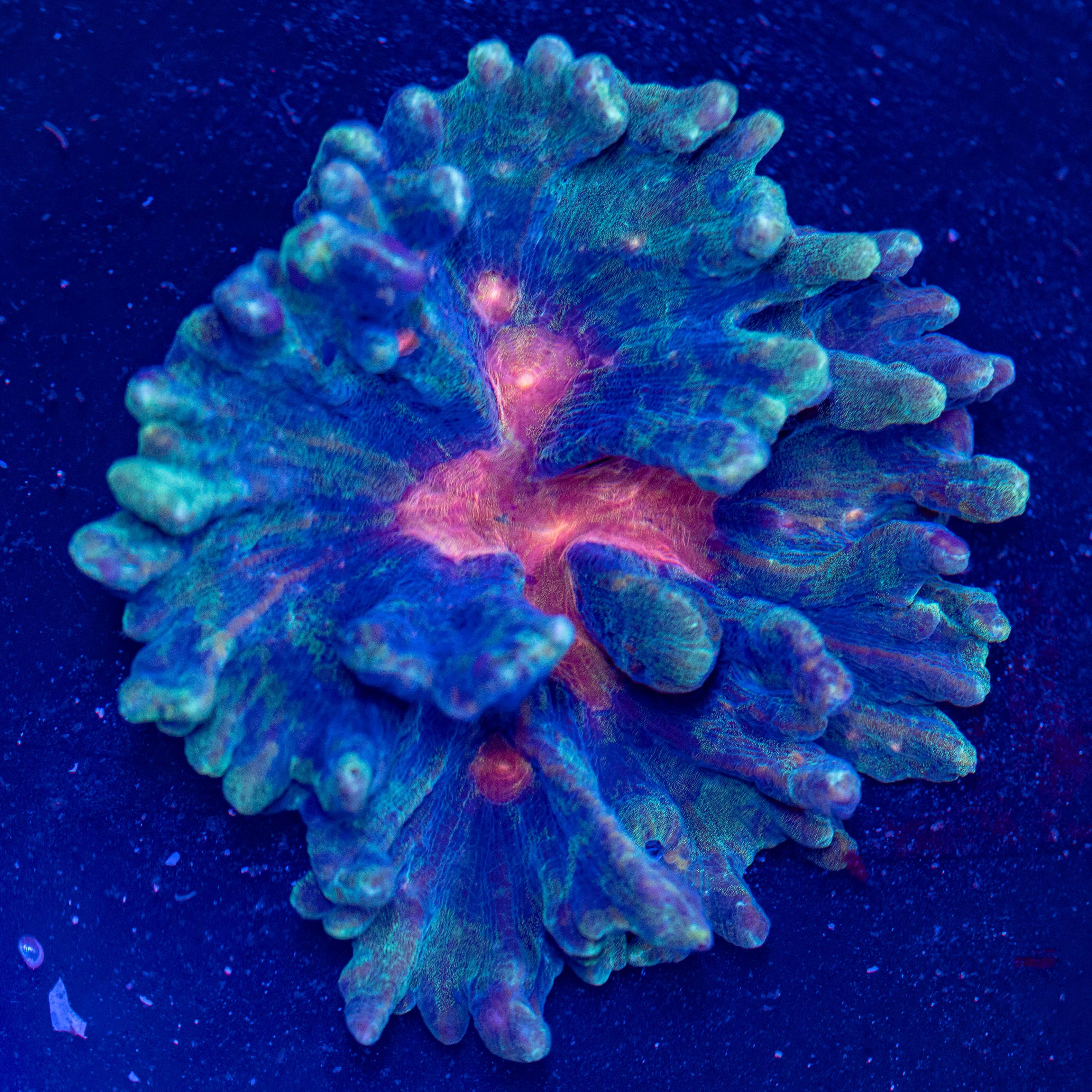 Rainbow Pectinia Colony - WYSIWYG Reef Lounge USA 
