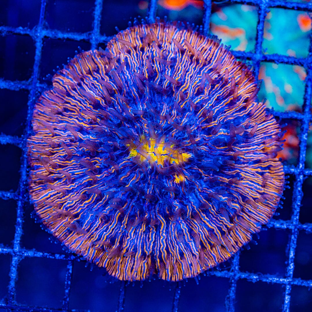 Rainbow Plate Coral - WYSIWYG Colony Reef Lounge Norco 