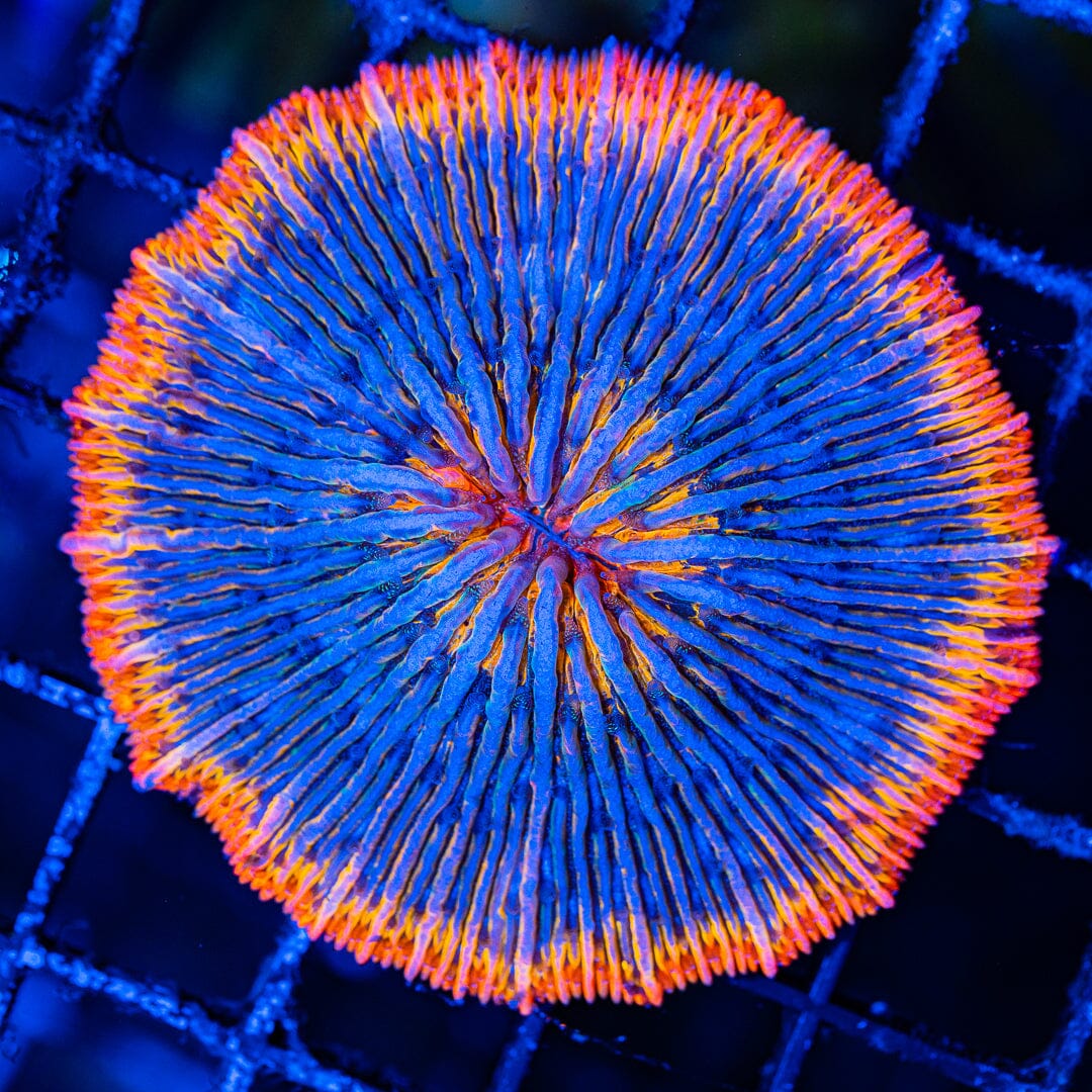 Rainbow Plate Coral - WYSIWYG Colony Reef Lounge Norco 