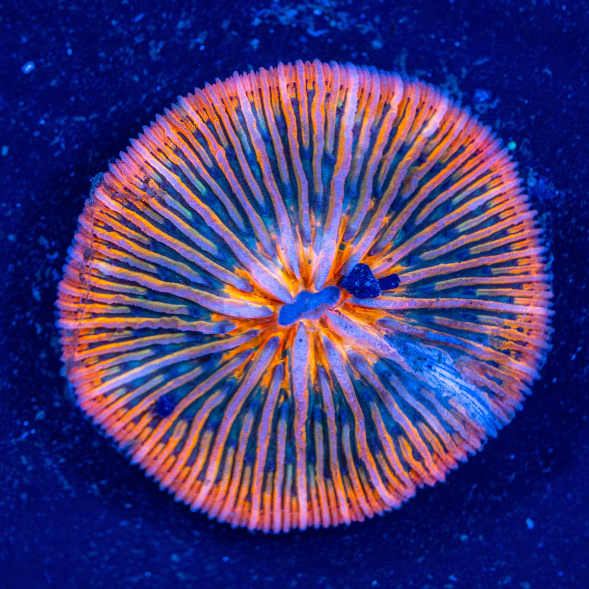 Rainbow Plate Coral - WYSIWYG Reef Lounge Coral 