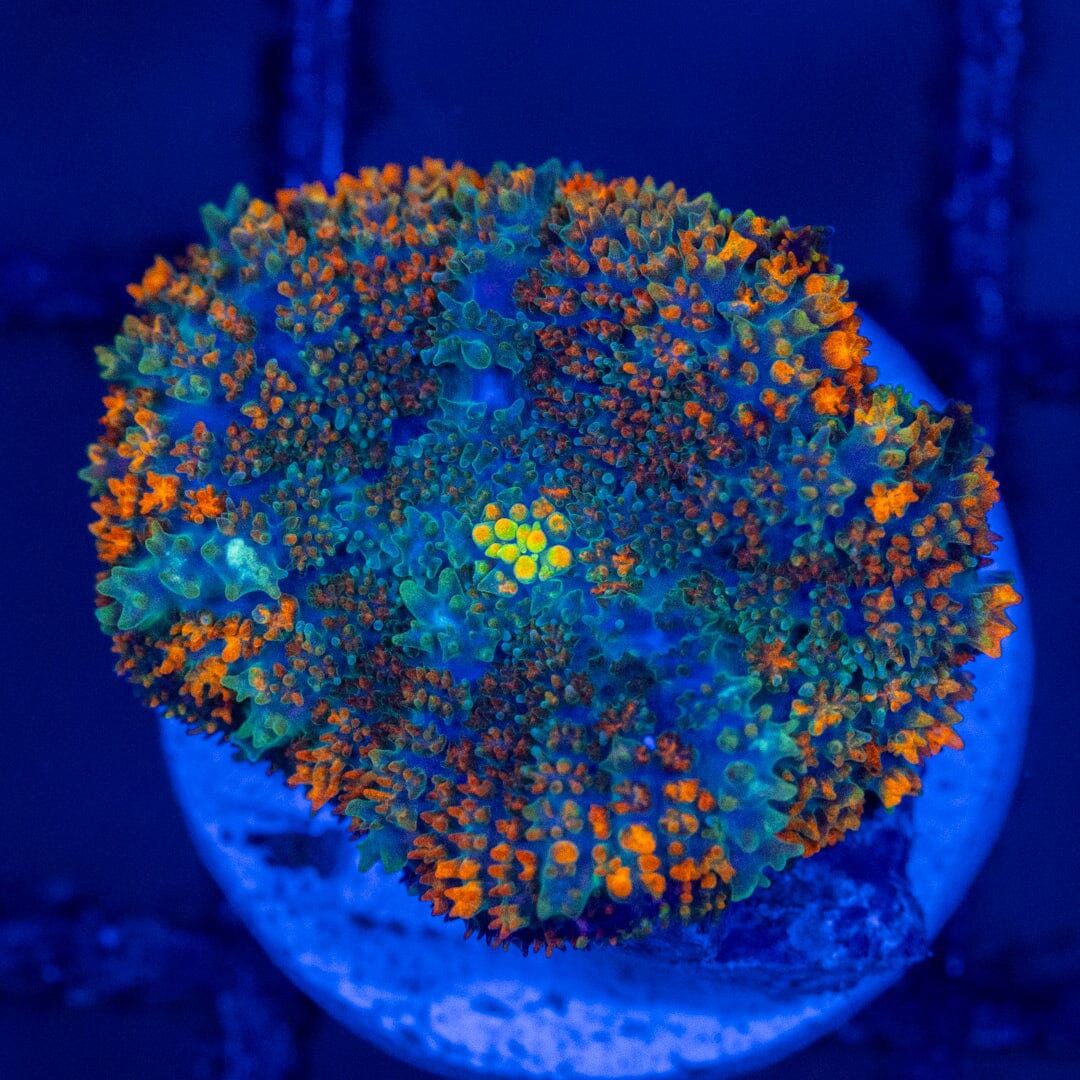 Rainbow Rhodactis 1A - WYSIWYG LPS Coral Reef Lounge USA 