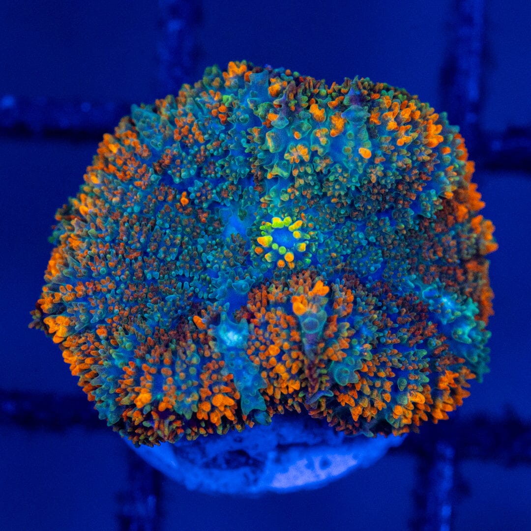 Rainbow Rhodactis 2A - WYSIWYG LPS Coral Reef Lounge USA 