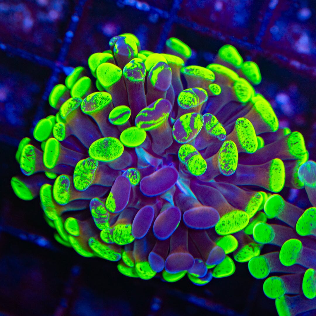 Rainbow Splatter Hammer 2D - WYSIWYG Reef Lounge Norco 