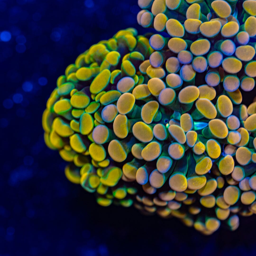 Rainbow Splatter Hammer Colony - WYSIWYG Reef Lounge Norco 