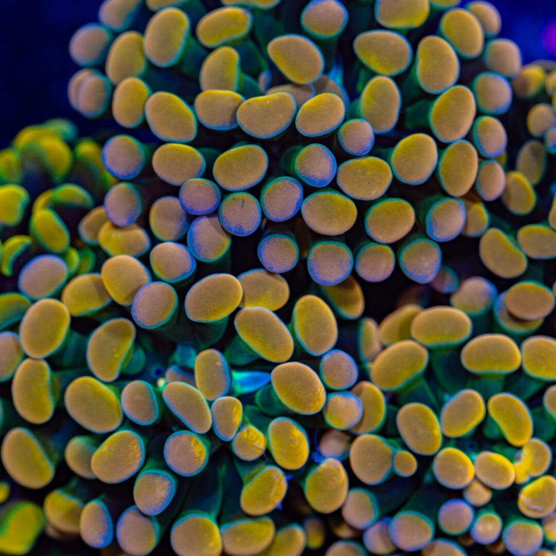 Rainbow Splatter Hammer Colony - WYSIWYG Reef Lounge Norco 