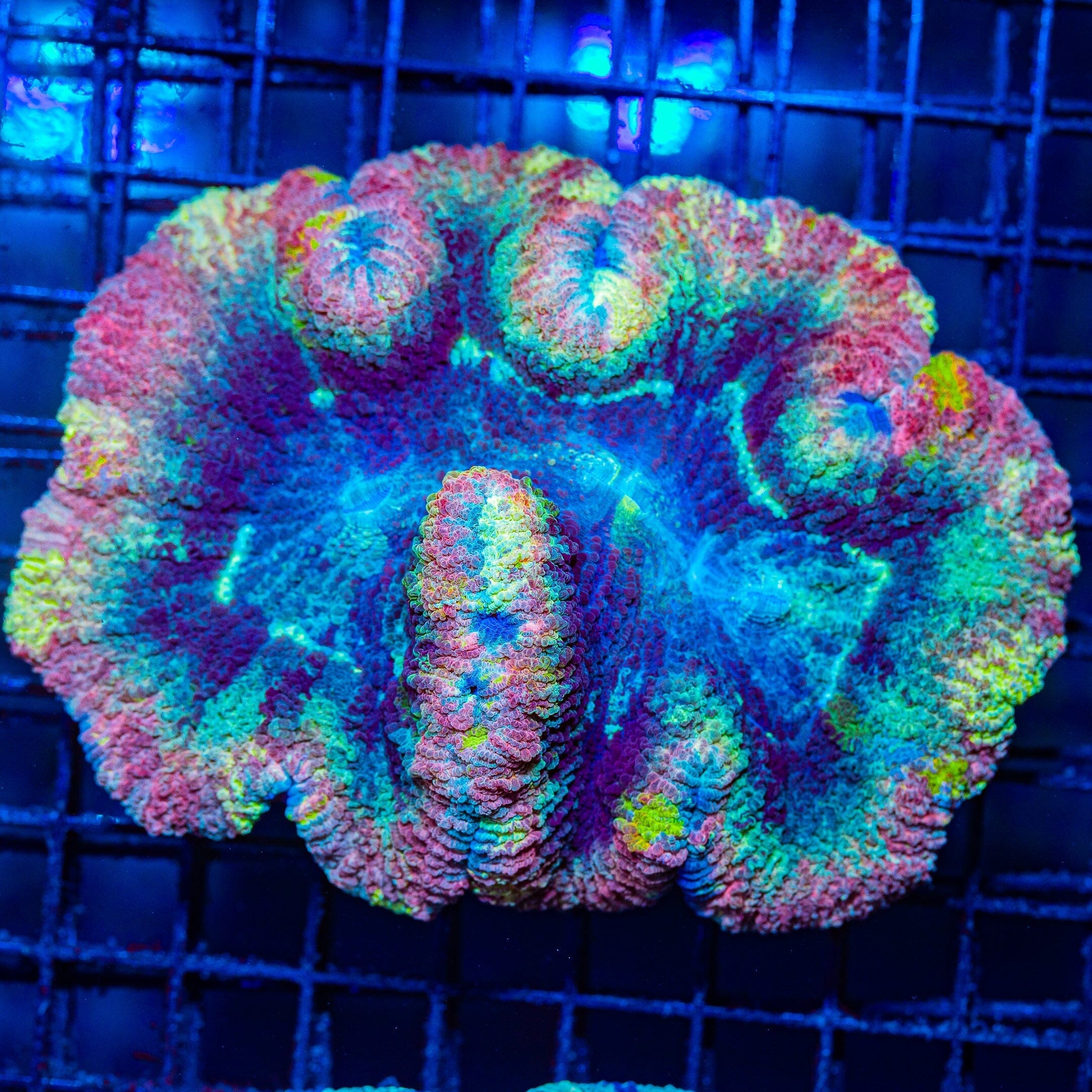 Rainbow Trachyphyllia L - WYSIWYG Colony Reef Lounge Norco 